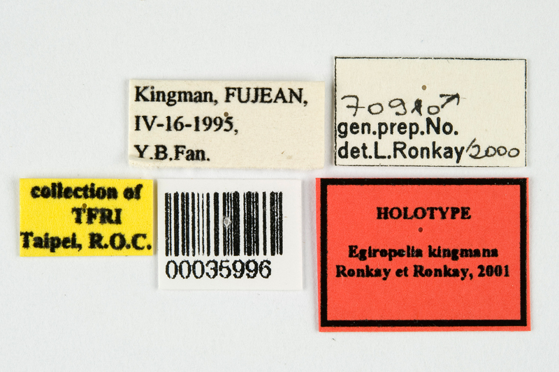 Egiropolia kingmana Male